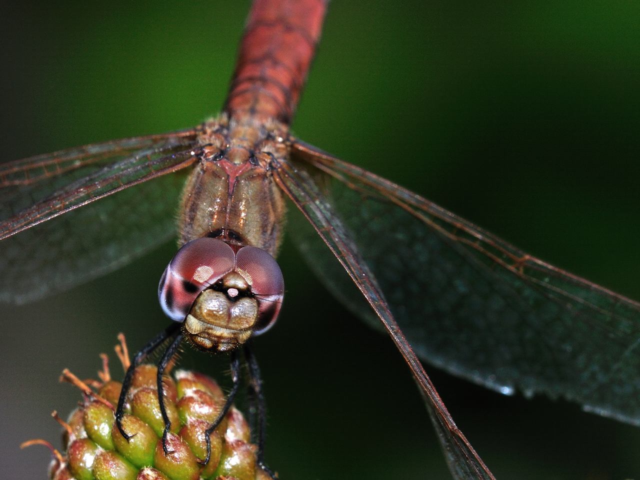 Conferma per Trithemis annulata